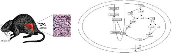 liver mitochondria