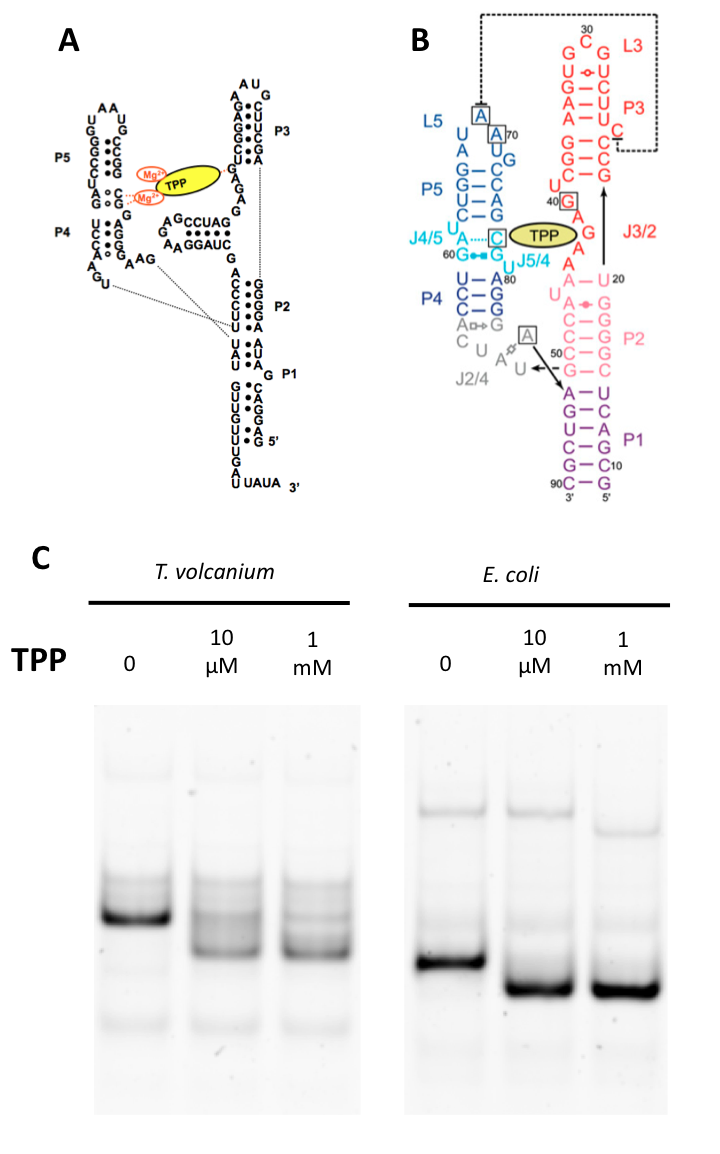 fig02.png